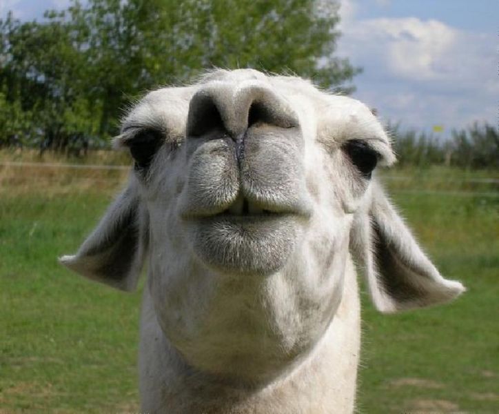 File:llama face scale large.jpg